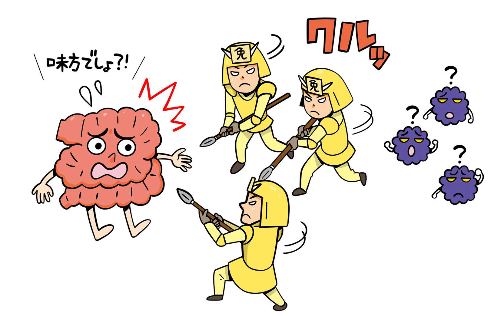 IBDと免疫システム